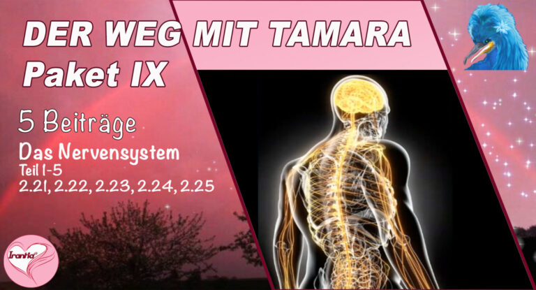 Der Weg mit Tamara, Das Nervensystem Teil 1-5 , Paket IX (Dauer: 11h 11min)