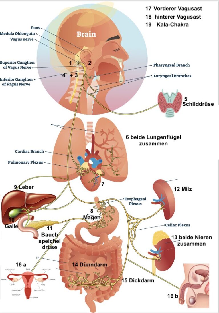 Vagus-Kurs Teil 1, online – live (mit Aufzeichnung) – Seminaranmeldung